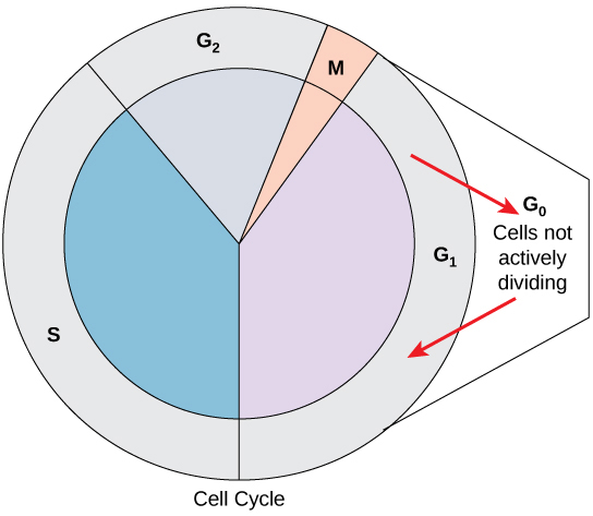 interphase g2 drawing