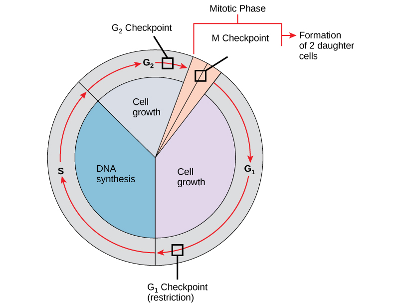 cell cycle concept map mitosis