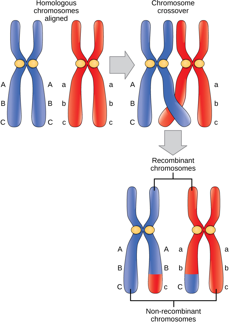 An organism has two pair of chromosomes (i.e., chromosome number = 4).  Diagrammatically represent the chromosomal arrangement during different  phases of meiosis-II.