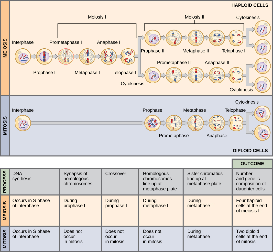 major differences between meiosis i and meiosis ii