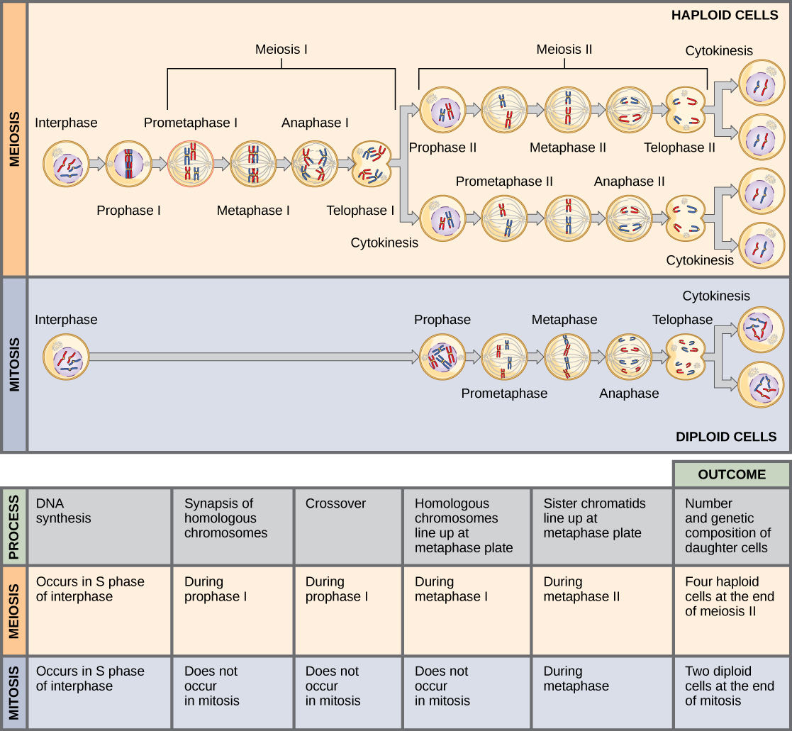 answer key section 1 reinforcement cell division and mitosis.zip