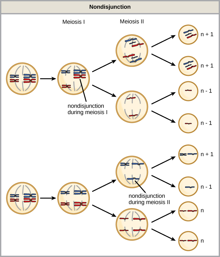 Section Meiosis Worksheet Answer Key Zakmak