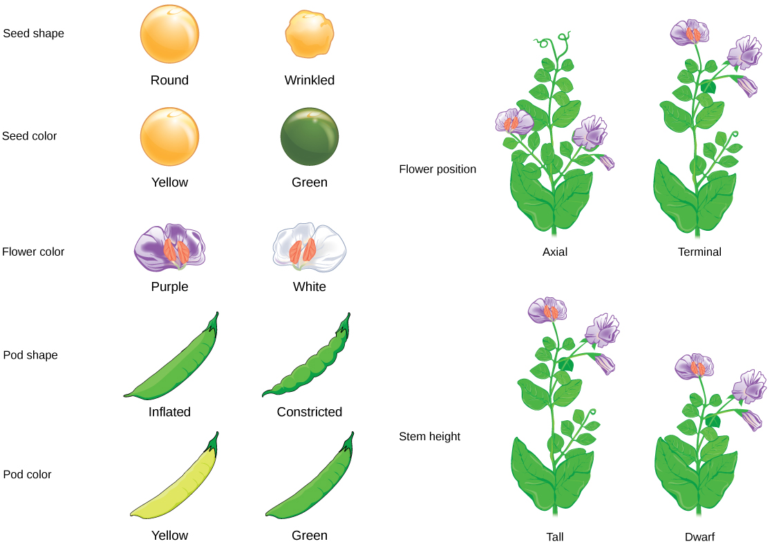 Gregor Mendel Chart