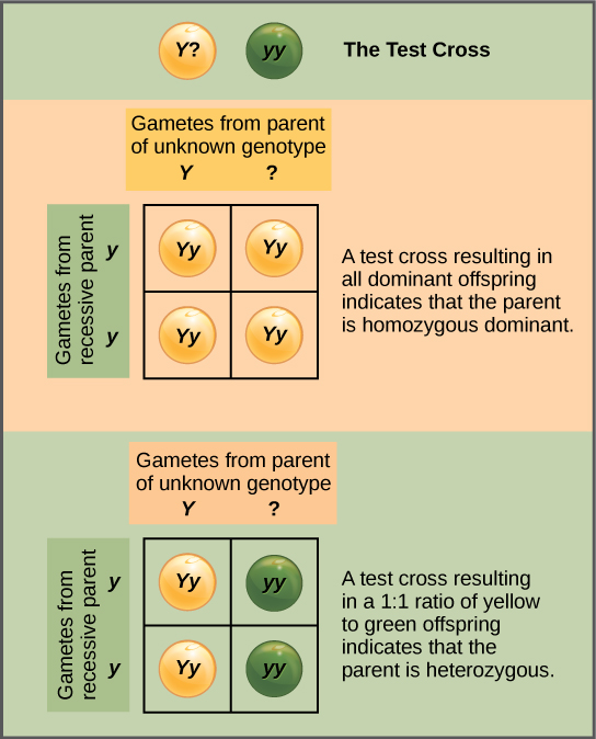 Chart That Shows Possible Gene Combinations