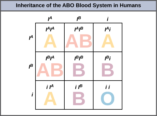 polygenic traits skin color