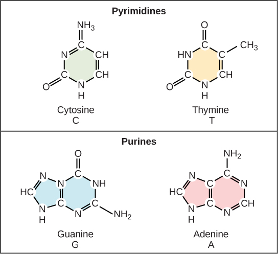 structure of dna nucleotide bases