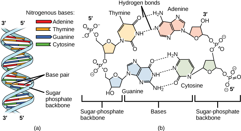 dna molecule nucleotide