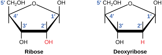 Ribose and nucleic acid structure