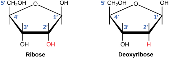 chemical structure of deoxyribose