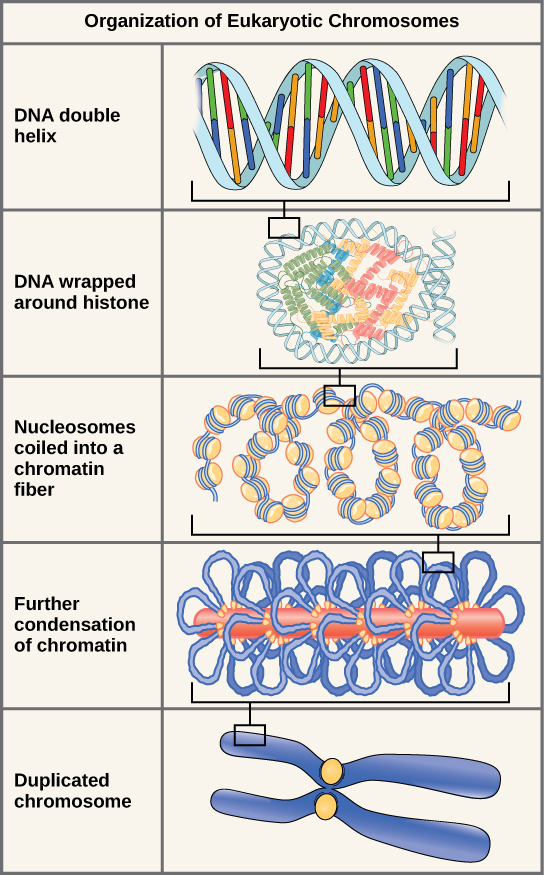 Dna is two coiled strands known as a new arrivals