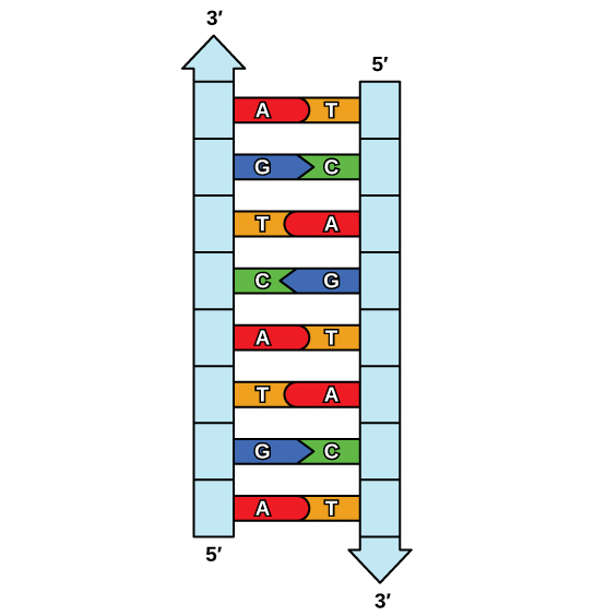 complementary base pairing rna