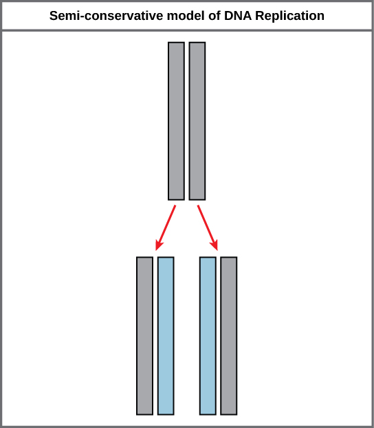 DNA Discovery: Phasing the X Chromosome