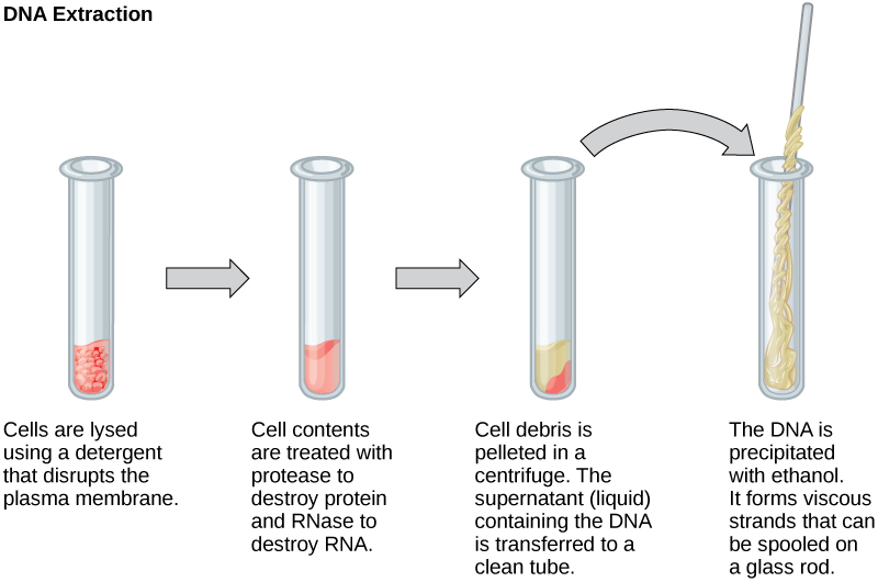 therapeutic cloning graph