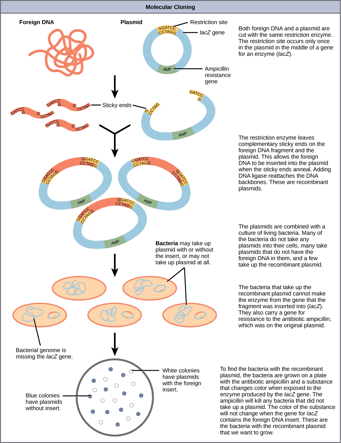 What is involved in creating genetically modified bacteria?