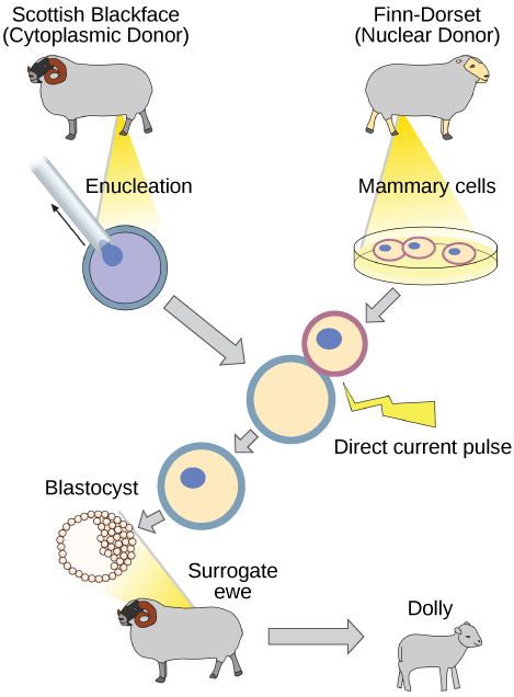 Cloning Flow Chart