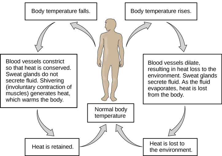 negative feedback loop examples environment