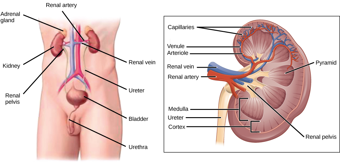 SOLVED: Assertion : kidneys perform a dual function in our body