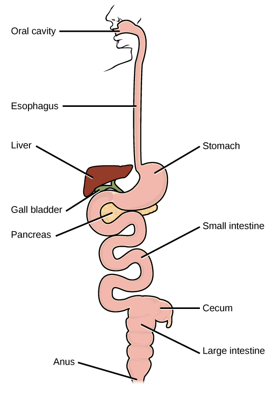 digestive system diagram and functions