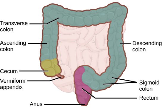 11-2-digestive-system-concepts-of-biology