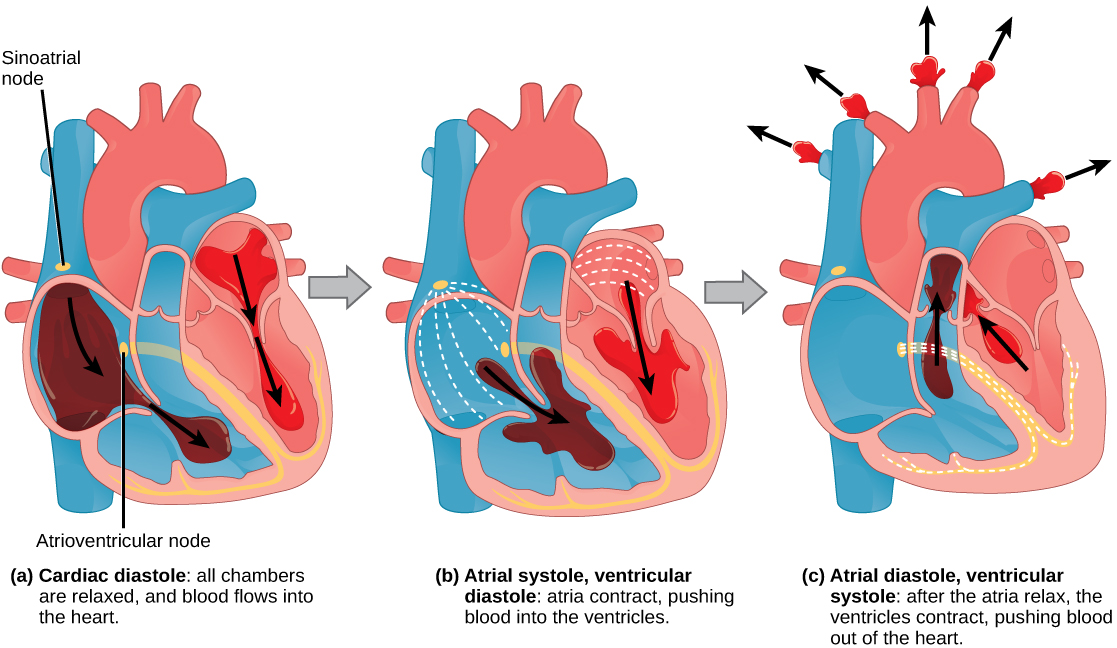 Circulatory system, Functions, Parts, & Facts