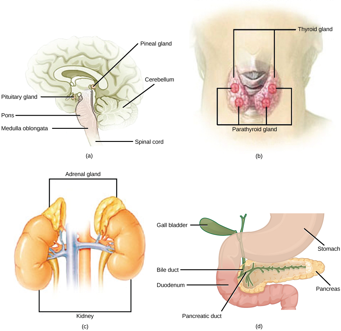 adrenal medulla brain