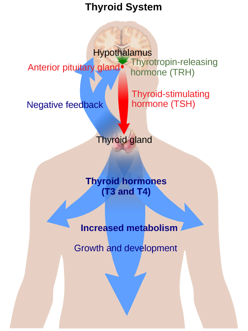 11.4 Endocrine System – Concepts of Biology-1st Canadian Edition