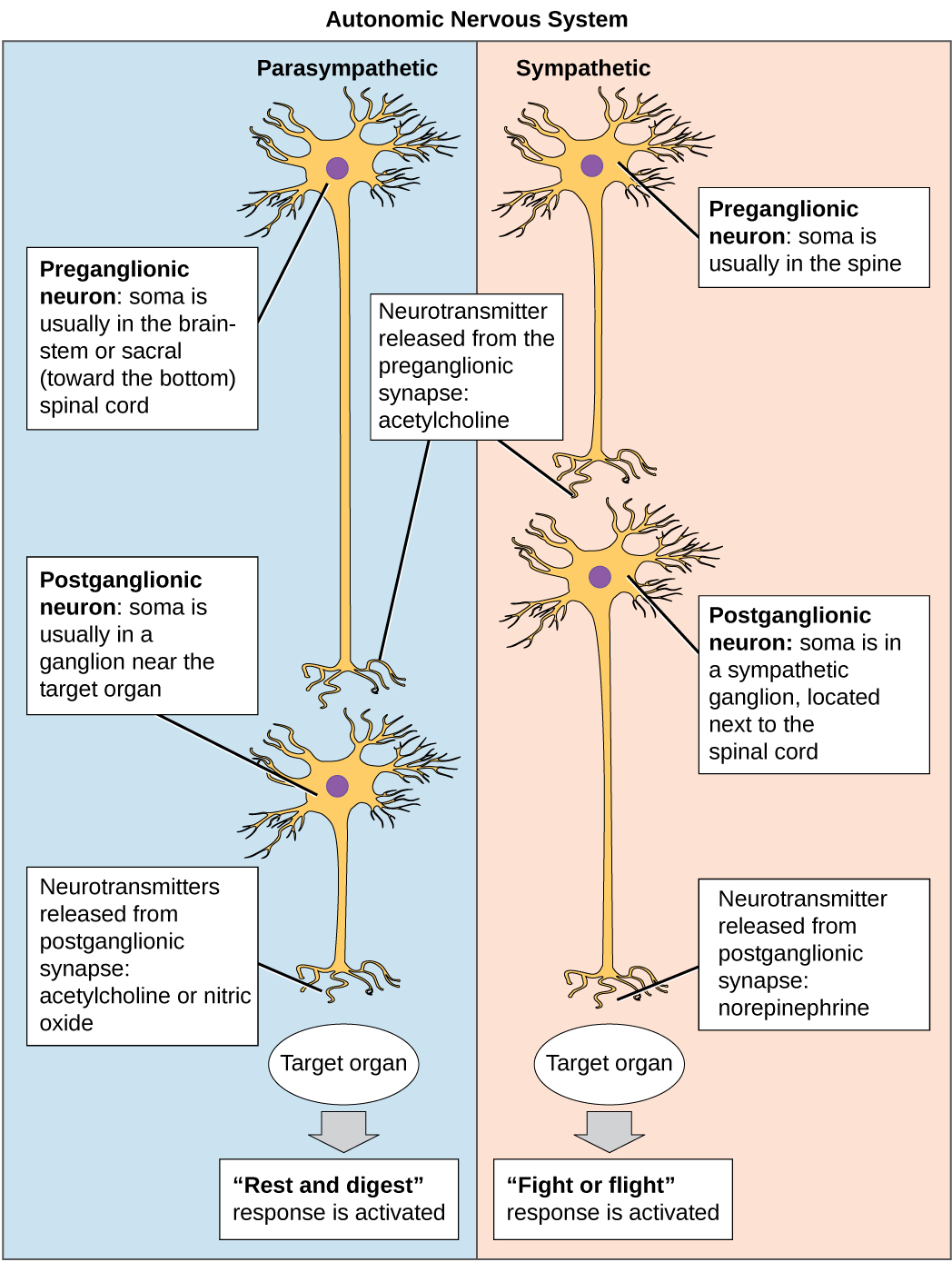 autonomic-receptors-autonomic-nervous-system-nursing-school-survival