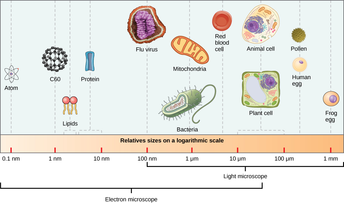 A Visual Size Comparison Of Microorganisms On A Human Scale - borninspace