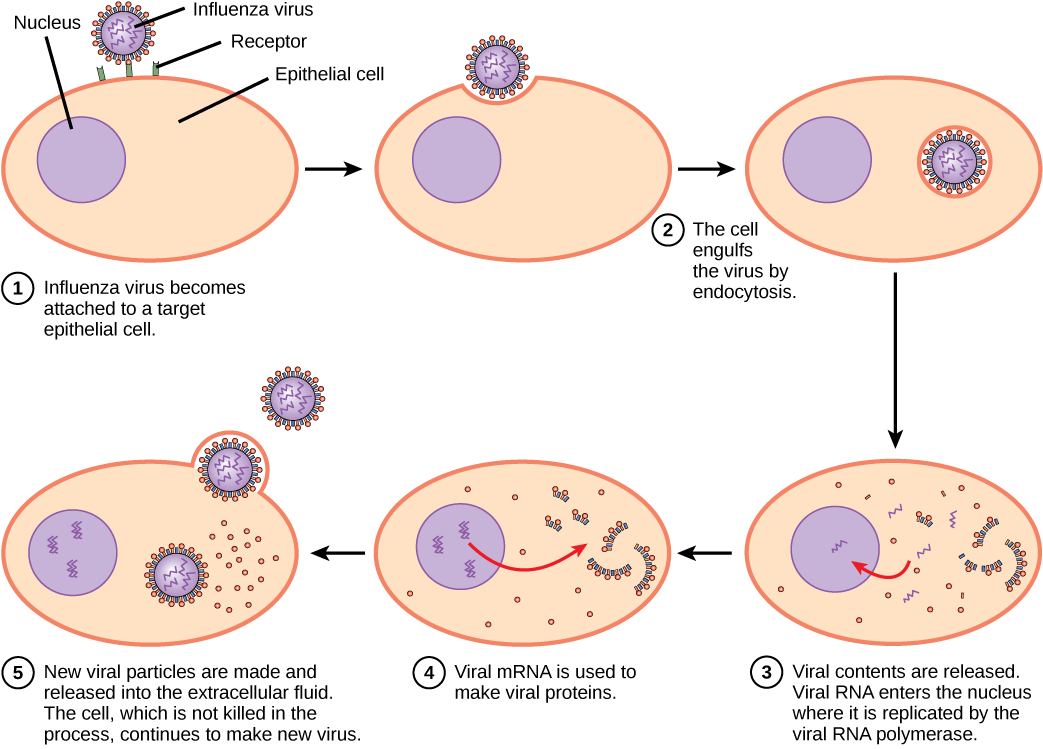 Prevention and Treatment of Viral Infections – Biology