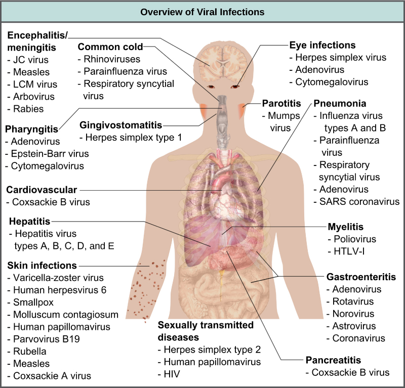 chapter 21 viruses and bacteria answer key