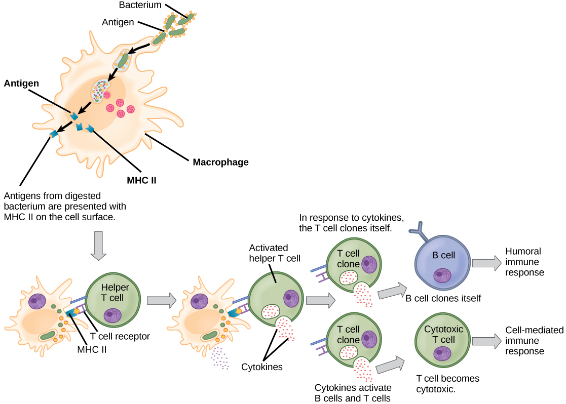 what-are-examples-of-humoral-immunity-socratic