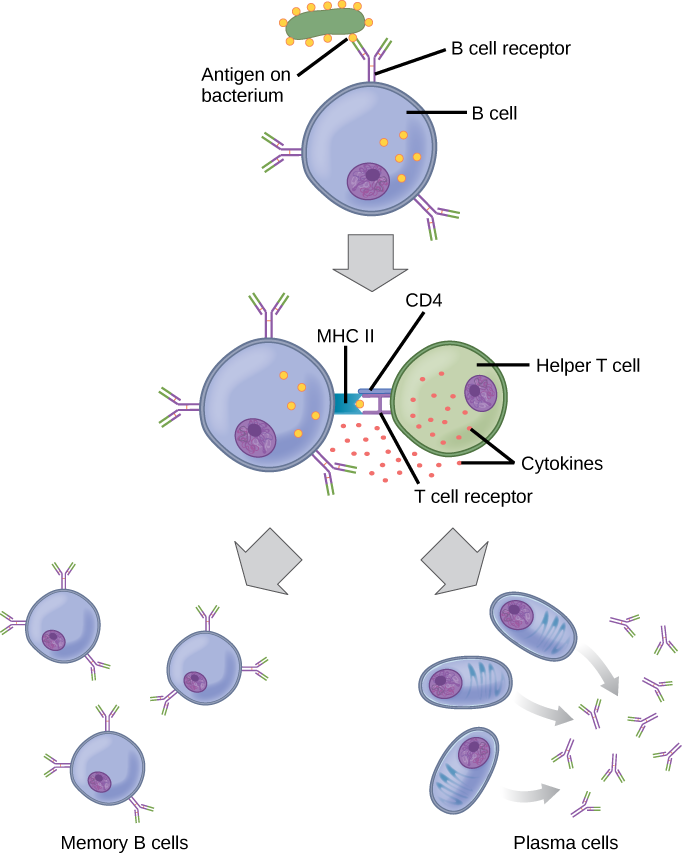 12.3 Adaptive Immunity – Concepts Of Biology