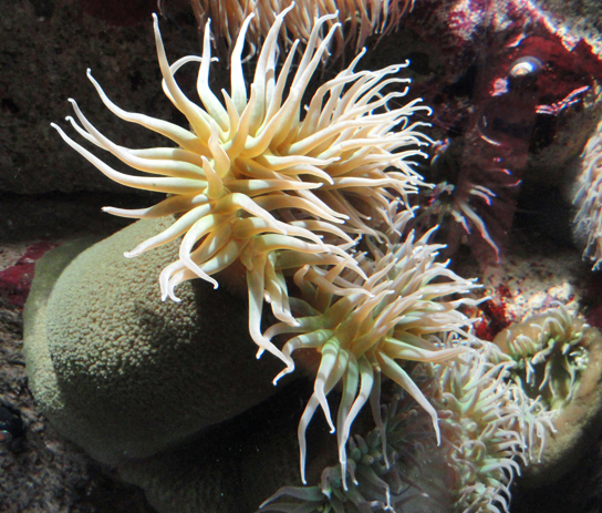 sea anemone life cycle