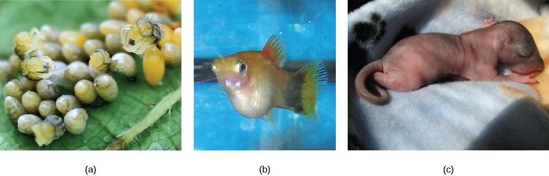 explain-about-different-reproductive-patterns-in-animals