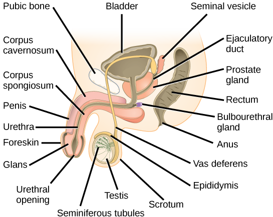 reproduction in humans for kids