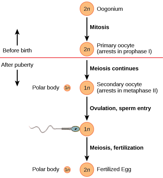 Sexual Reproduction In Humans Chart