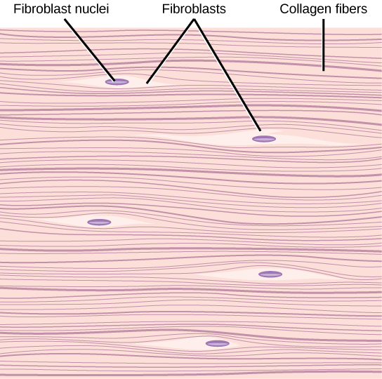 what tissue cells may absorb secrete and filter