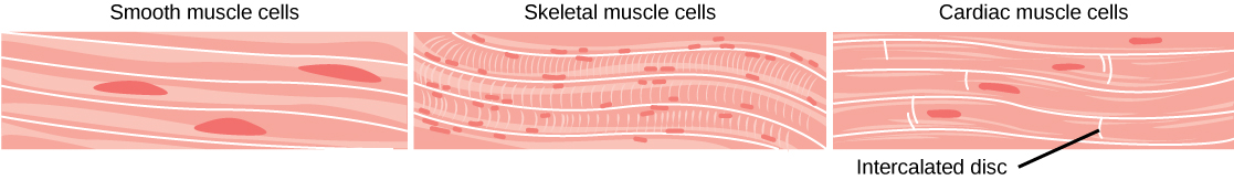 what insulates each muscle cell