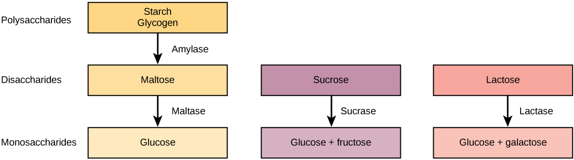 Fill In The Following Chart About The Various Digestive Enzymes