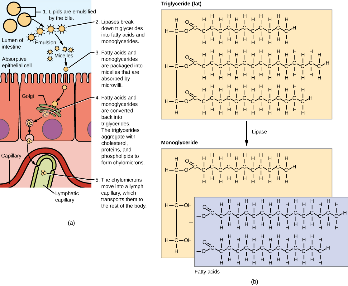 How food gets digested?