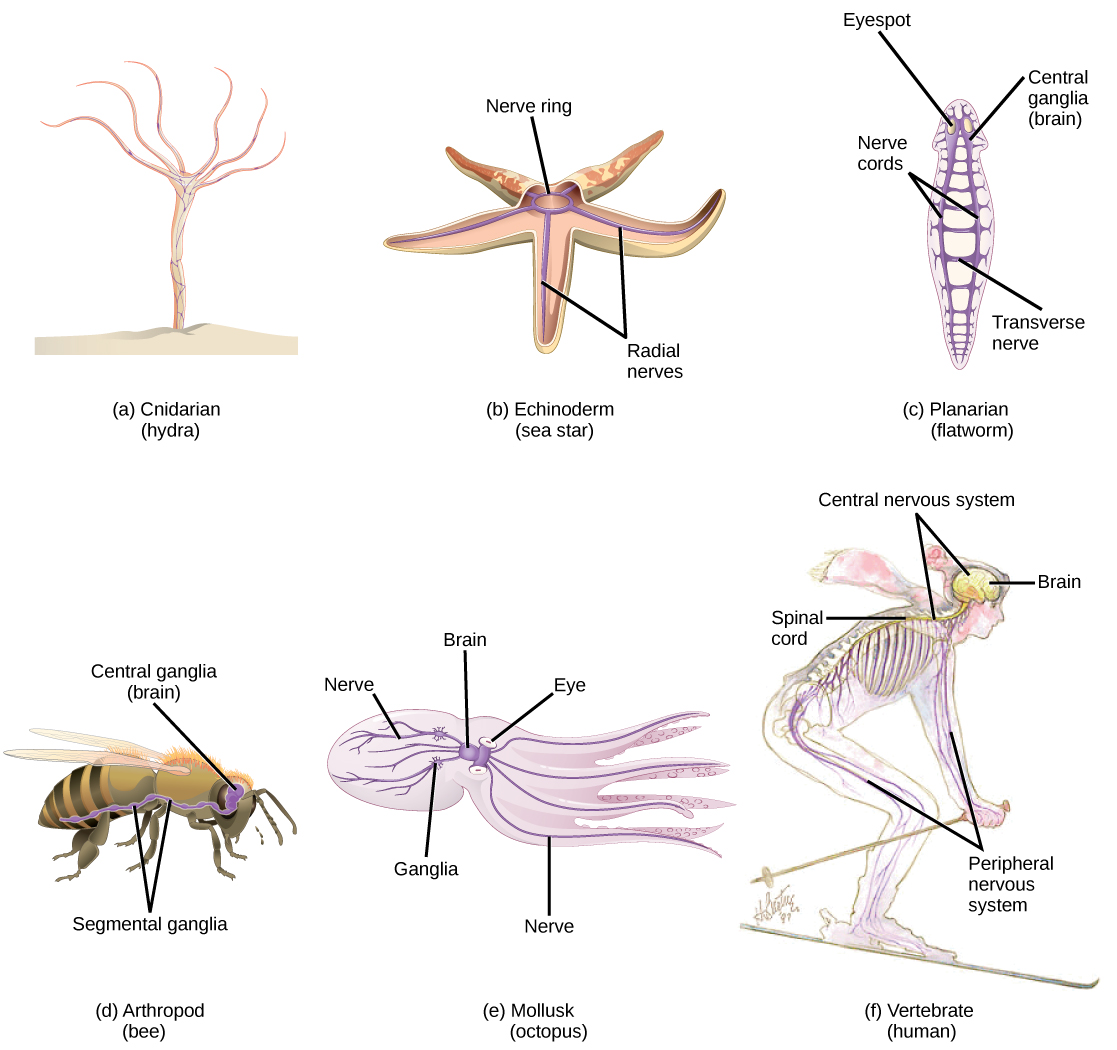 types of neuroglial cells