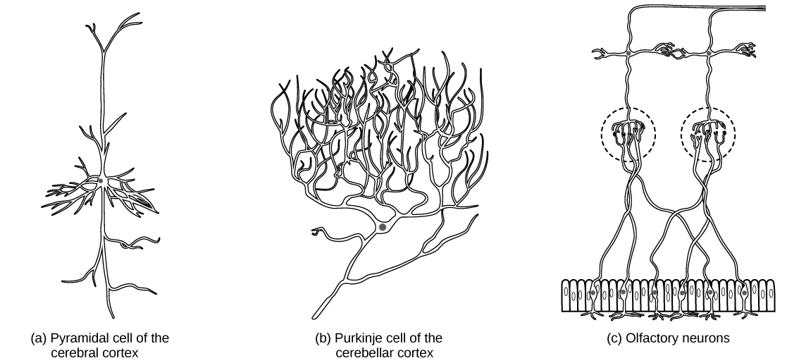 Axon hillock Definition and Examples - Biology Online Dictionary