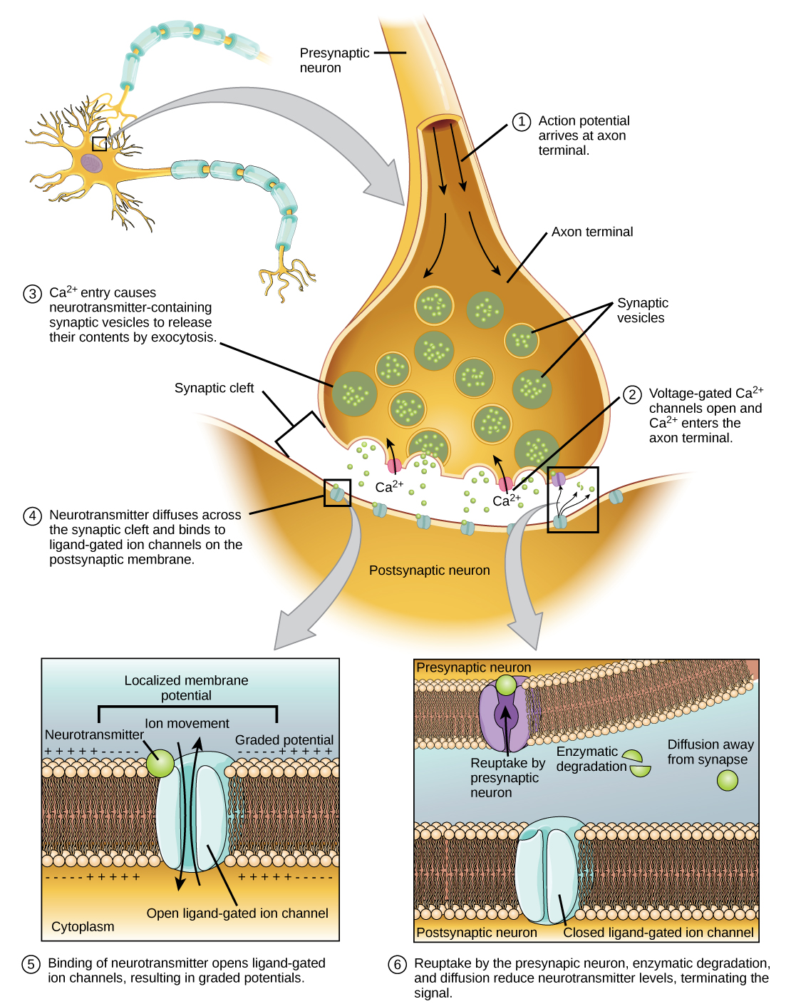 action potential axon