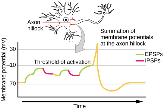 neuron depolarization