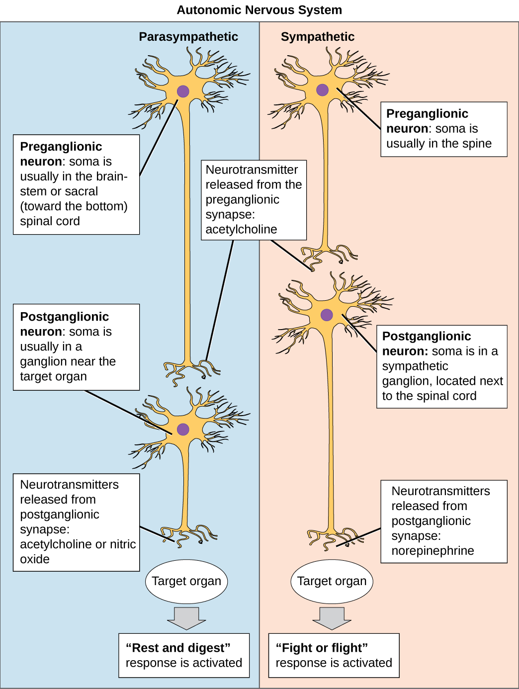 Nervous System Organization Chart