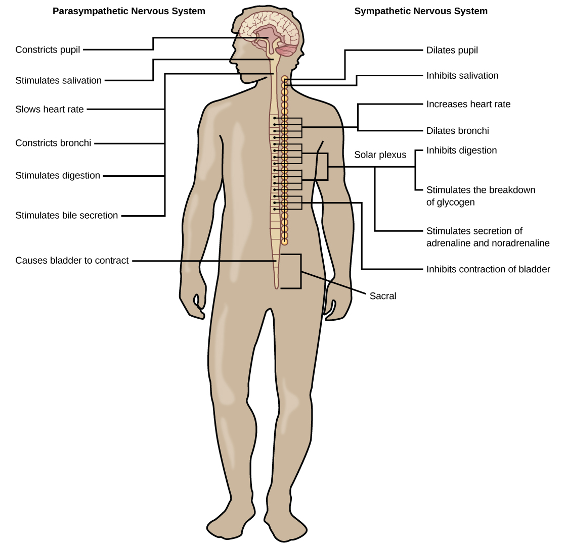 major nerves of the body