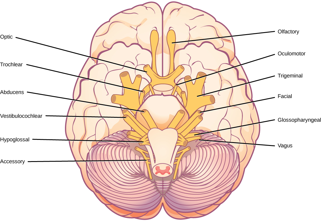 16-4-the-peripheral-nervous-system-concepts-of-biology-1st-canadian