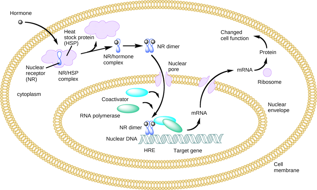 Protein and hormone regulation