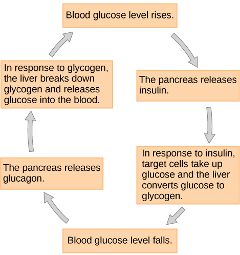 Synthesis and secretion of steroid hormones