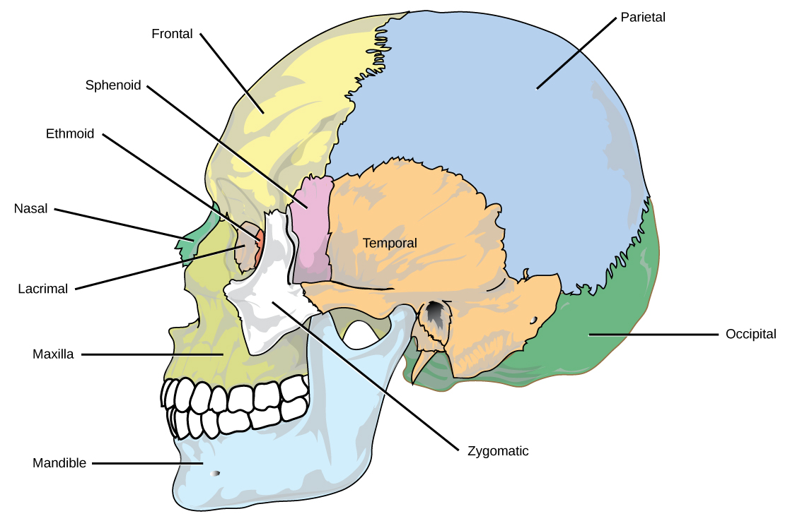 19.2 Bone – Concepts of Biology – 1st Canadian Edition